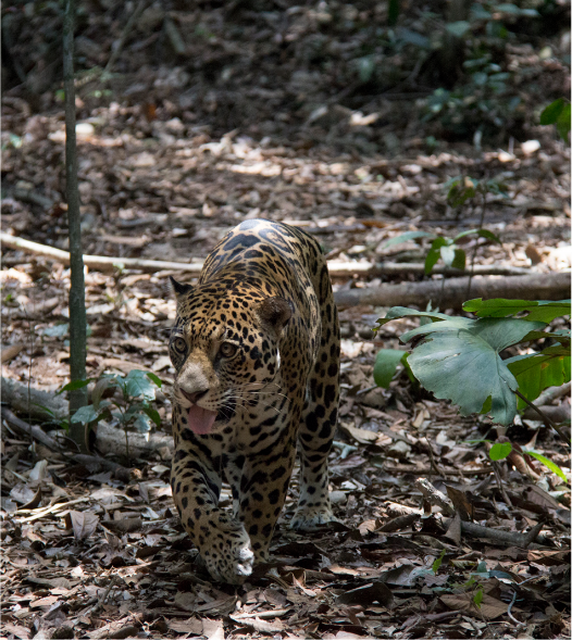 CAFÉ JAGUAR