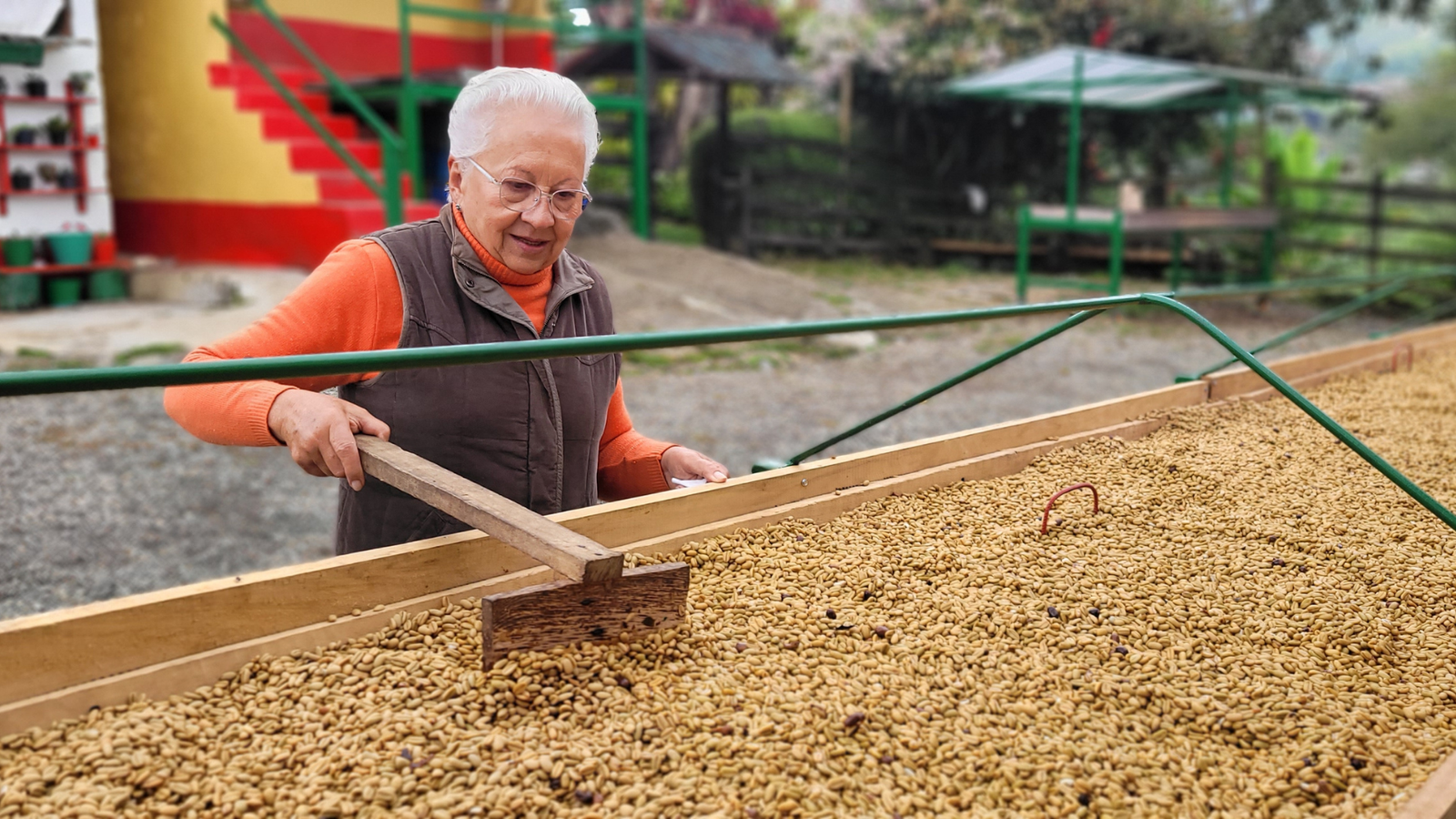 Caficultora en proceso de secado de café de especialidad colombiano en origen.